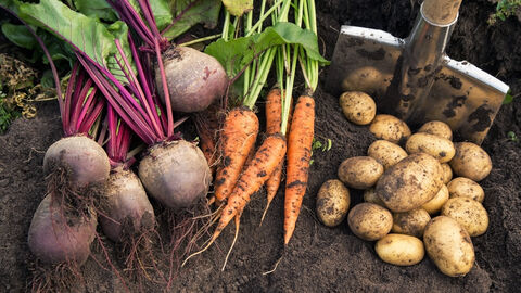 Ein Feld mit Rote Beete, Karotte und Kartoffeln, daneben ein Spaten