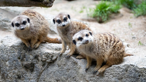 Erdmännchen in ihrem Gehege